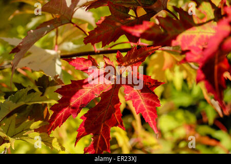 Eine Nahaufnahme von einem gelben Ahornblatt unter anderen Blättern im Herbst Stockfoto