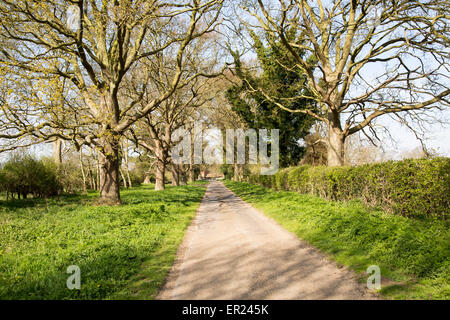 Langen, geraden Landstraße vorbei an blattlosen Bäume, Sutton, Suffolk, England, UK Stockfoto