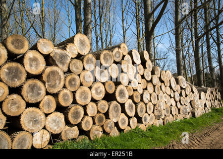 Gestapelte Holz aufgeschichtet, Sutton, Suffolk, England, UK Stockfoto