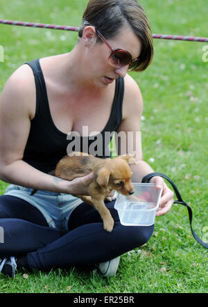 Brighton, UK. 25. Mai 2015. Ein Kreuz Chihuahua Terrier Welpe braucht einen Drink, wie sie das warme Wetter der Feiertag heute in Hove Karneval genießen Stockfoto