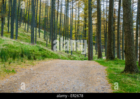 Verfolgen Sie durch Burtness Wood an der Küste von Buttermere, Lake District, Cumbria, England. Stockfoto