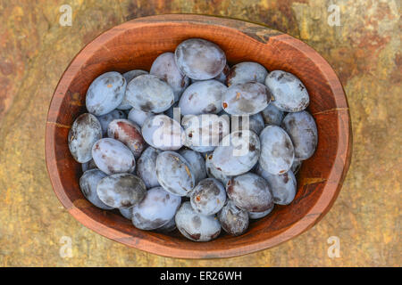 Prunus Domestica Subspecies Domestica, Österreich, Niederösterreich Stockfoto