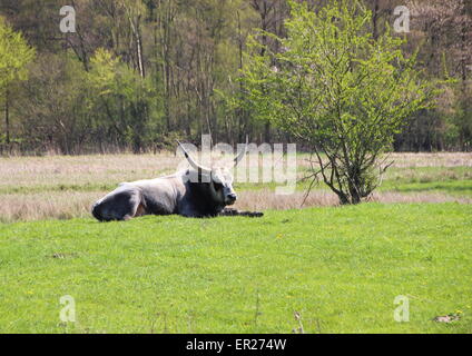 Männliche Longhorn ungarischen grau Ox im Sommer grüne Wiese Stockfoto