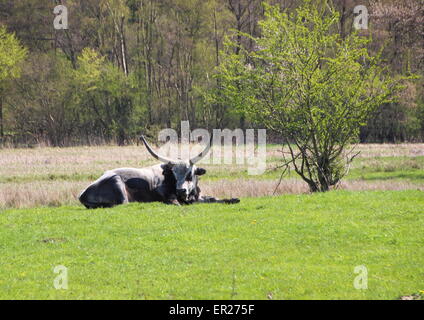 Männliche Longhorn ungarischen grau Ox im Sommer grüne Wiese Stockfoto