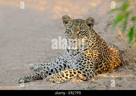 Eine weibliche Leoparden (Panthera Pardus) ruht, Sabie Sand Naturschutzgebiet, Südafrika Stockfoto