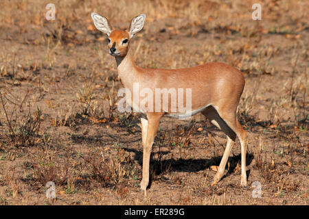 Weibliche Steinböckchen Antilope (Raphicerus Campestris), Südafrika Stockfoto