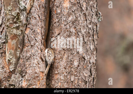 Eine gemeinsame oder eurasische Tree Creeper, Certhia Familiaris, Eintritt in das Nest in einem Spalt in einer Kieferrinde. Stockfoto