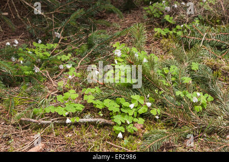 Gemeinsamen Sauerklee, Oxalis Acetosella, wachsen auf den Waldboden in Schottland. Stockfoto