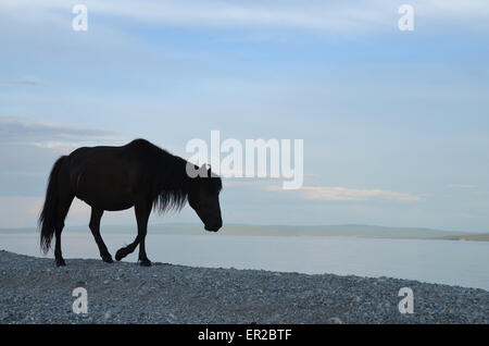 Ein schwarzes Pferd, zu Fuß am Ufer des Sees Hovsgol, im Norden der Mongolei. Stockfoto