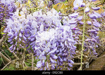 Wisteria Sinensis in Blüte Stockfoto