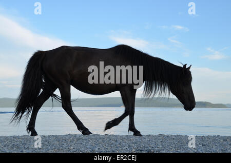 Ein schwarzes Pferd, zu Fuß am Ufer des Sees Hovsgol, im Norden der Mongolei. Stockfoto