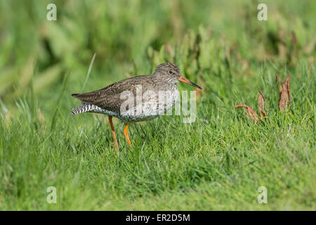 Rotschenkel (Tringa Totanus) in rauhe Weide Stockfoto