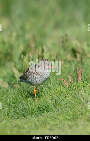 Rotschenkel (Tringa Totanus) in rauhe Weide Stockfoto