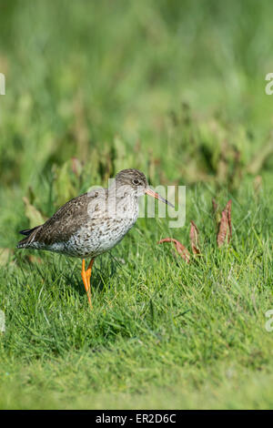 Rotschenkel (Tringa Totanus) in rauhe Weide. Stockfoto