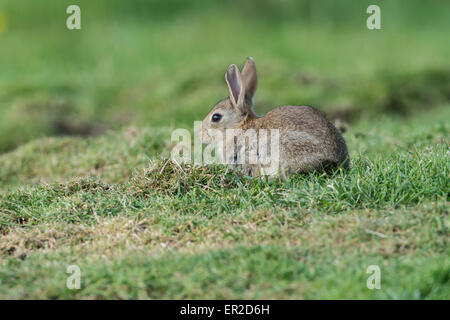 Kaninchen (Oryctolagus Cuniculus). Junge Tiere aus im Freien. Stockfoto