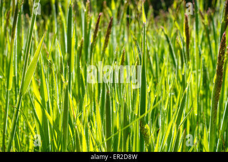 Nahaufnahme Bild von sonnenbeschienenen grüne Grashalme. Stockfoto