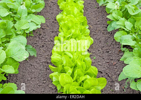 Reihen von frischem Salat Pflanzen. Stockfoto