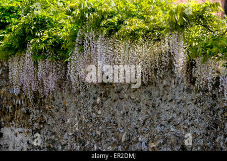 Wisteria Floribunda wächst über eine Feuerstein-Mauer in einem Dorf Garten Stockfoto