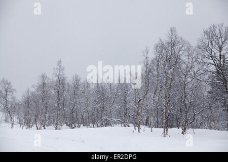 Schnee und Birken in Vengedalen, Rauma Kommune Møre Og Romsdal, Norwegen. Stockfoto