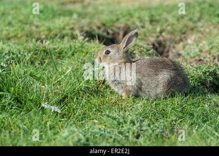 Kaninchen (Oryctolagus Cuniculus). Jungtier in der Nähe von Eingang zu buddeln. Stockfoto
