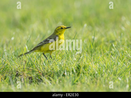 Schafstelze (Motacilla Flava) Futter auf der Weide. Stockfoto