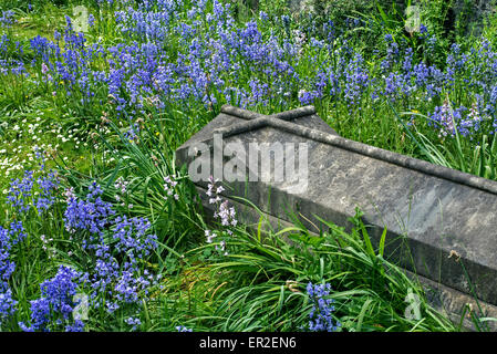 Glockenblumen wachsen um ein Grab in St. Johns Kirchhof, Edinburgh. Stockfoto