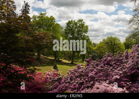 Azaleen im Punch Bowl Virginia Water Lake Virginia Water Surrey England Großbritannien Stockfoto