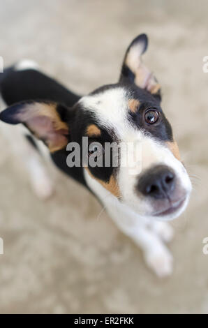 Eine vertikale Aufnahme des einen niedlichen Welpen Hund neugierig blickte. Stockfoto