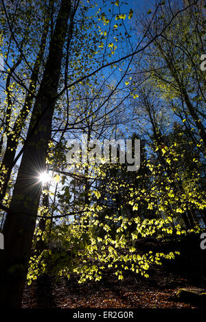 Frühlingsmorgen Sie in einem englischsprachigen Wald mit frische neue Blätter im morgendlichen Sonnenlicht Leuchten. Stockfoto