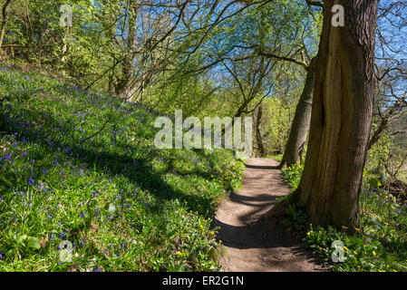 Wanderweg im Etherow Country Park in der Nähe von Stockport. Frühling Sonne mit Bäumen, die Schatten werfen. Glockenblumen neben dem Weg. Stockfoto