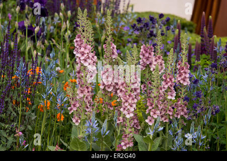 Eine Nahaufnahme der Königskerzen "Merlin" in The Morgan Stanley gesunde Städte Garden auf der Chelsea Flower Show. Stockfoto