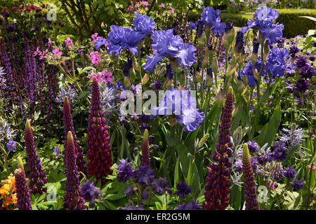 Lupinus "Meisterwerk" und Iris 'Mer du Sud"in The Morgan Stanley gesunde Städte Garden auf der Chelsea Flower Show, 2015. Stockfoto