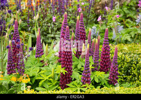 Eine Nahaufnahme von dunkel rosa Lupine, Lupinus "Meisterwerk" in The Morgan Stanley gesunde Städte Garden auf der Chelsea Flower Show Stockfoto