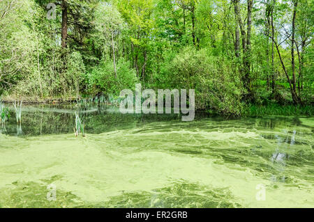 Teich mit Decke Unkraut bedeckt Stockfoto