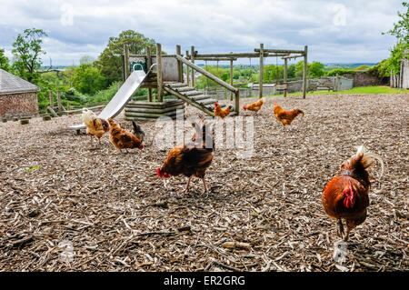 Hühner picken den Boden rund um einen Kinderspielplatz. Stockfoto