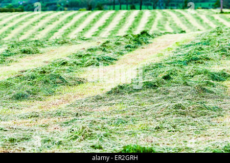 Silage in einem Feld, geschnitten und bereit, aufgehoben werden. Stockfoto