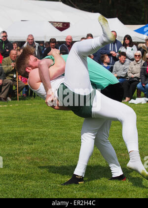 Bywell, UK. 25. Mai 2015. Cumberland und Westmorland Wrestling Wettbewerb auf der Northumberland County Show, eine traditionelle landwirtschaftliche zeigen mit Displays von Tieren, Produkten und Kunsthandwerk aus der Region. Cumberland Wrestling ist eine uralte und eingespielten Tradition im Bereich Norden von England. Bildnachweis: AC Bilder/Alamy Live-Nachrichten Stockfoto