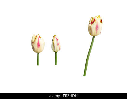 Drei gelbe und rote Tulpen isoliert auf weiss, Design-Element. Stockfoto