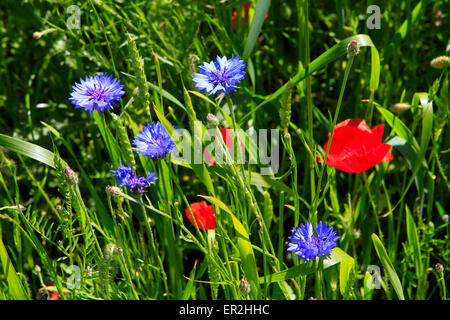 Buntes Getreidefeld Mit Mohnblumen (Papaver Rhoeas) Und Kornblumen (Centaurea Cyanus), Insel Ruegen, Mecklenburg-Vorpommern, Ost Stockfoto