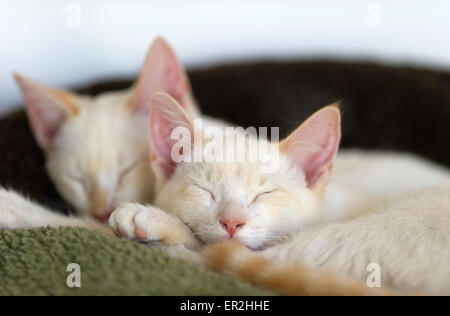 Kätzchen miteinander friedlich in ihrem Bett schlafen. Stockfoto