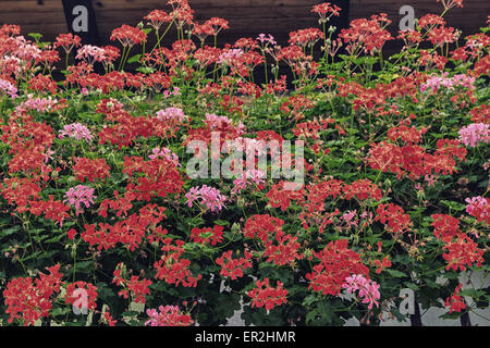 Hängenden Blumen rot und rosa Geranien mit grünen Blättern Stockfoto