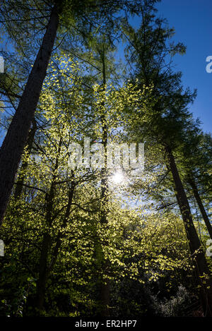 Nachschlagen in A Buche mit neuen Blättern Leuchten in der Morgensonne. Stockfoto