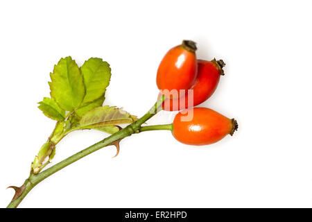 Alpen-Hagrose, Rosa Pendulina, Detail, Fruechte, Frucht, rot, Natur, Vegetation, Botanik, Pflanze, Alpenheckenrose, Alpenhagrose Stockfoto