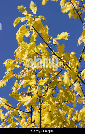 Goldenes Laub der ausgewählten Form der Roteiche, Quercus Rubra 'Aurea' Stockfoto