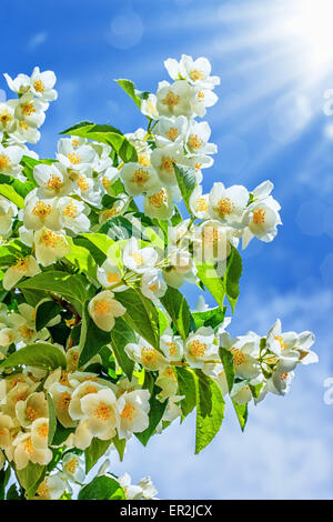 Jasmin Blume wächst im Garten mit Sonnenstrahlen und blauem Himmel Stockfoto