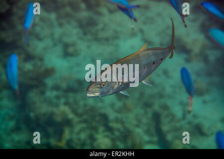 Orangespotted Trevally Stockfoto