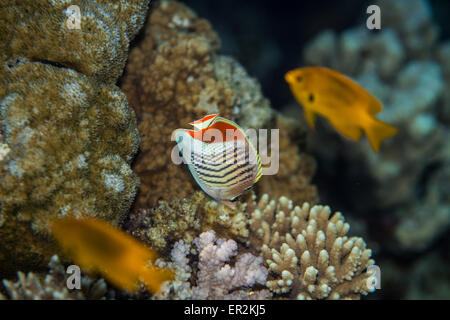 Tropische Fische - eritreischen butterflyfish Stockfoto