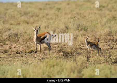 Thomson es Gazelle Reh und Rehkitz, Tansania Stockfoto