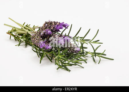 Lavendel und Rosmarin Zweige auf weißem Hintergrund Stockfoto