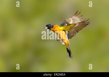 Black-headed Kernbeißer Pheucticus Melanocephalus Santa Rita Mountains, Santa Cruz County, Arizona, USA 18 können Erwachsene Stockfoto